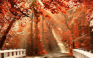 Fall, Fall Theme, HD wallpaper