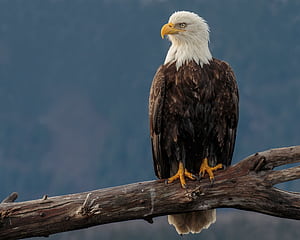 Eagle for mobile, Angry Eagle, HD wallpaper