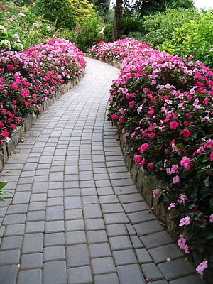 Flower Path., HD phone wallpaper