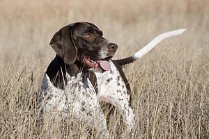 English Pointer . Mouse Pointer , Pointer Sisters and Pudelpointer, HD wallpaper