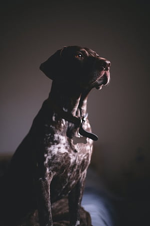 Pointer Dog, HD phone wallpaper