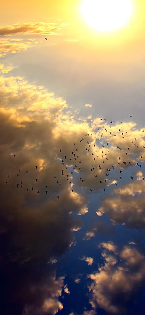 iPhone X . sky bird fly summer sun nature, Over The Sky, HD phone wallpaper