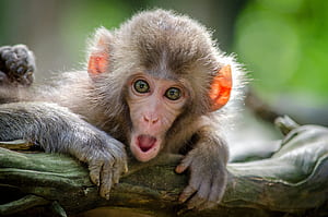 Monkey, Macaque, HD wallpaper