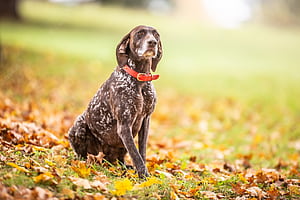 Pointer Dog, HD wallpaper