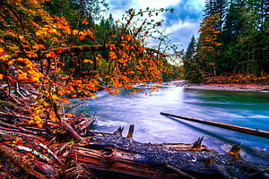 snoqualmie, River, Washington, River, Forest, Autumn, Landscape / and Mobile Background, HD wallpaper
