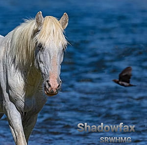 Shadowfax, HD wallpaper