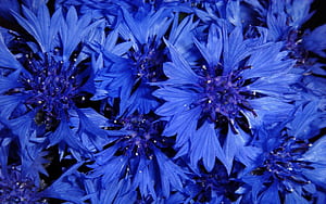 Cornflower, HD wallpaper