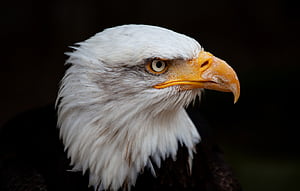Eagle Head, HD wallpaper