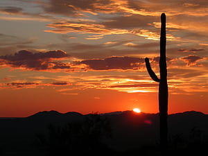 Saguaro National Park Saguaro Sunset, HD wallpaper