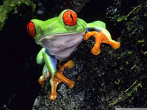 Frog PC, HD wallpaper