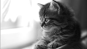 Computer Cat, HD wallpaper