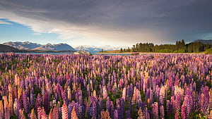 Russell lupines along Lake Tekapo, South Island, New Zealand, nature, lupine, HD wallpaper