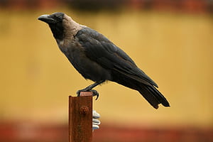 Bird Crow Corvus, Crows, HD wallpaper