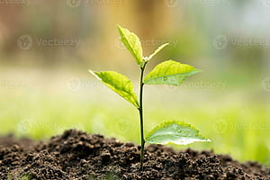 Sapling, HD wallpaper