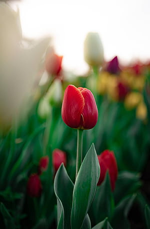 Ruby Red Tulip, HD phone wallpaper