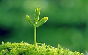 springtime, light, sapling, surface, HD wallpaper