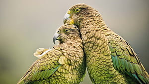 Learn about New Zealand birds and where to see them!, HD wallpaper