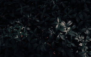 plant, leaves, dark 16:10 background, Dark Plant Aesthetic, HD wallpaper