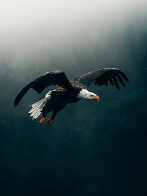 Eagle :, Angry Eagle, HD phone wallpaper