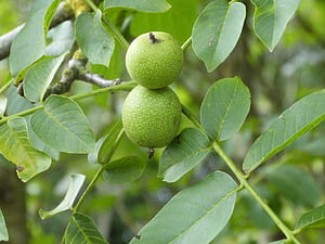 Walnut, Walnut Tree, HD wallpaper