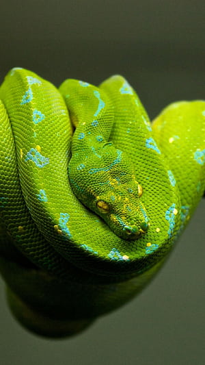 Python Phone, HD phone wallpaper