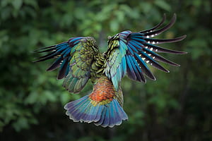 New Zealand Kea in Flight, New Zealand Birds, HD wallpaper