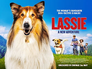 Lassie, A New Adventure Review Tilly And Me, HD wallpaper
