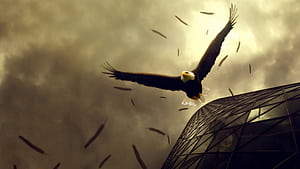 Eagle, Angry Eagle, HD wallpaper