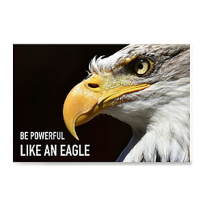 Eagle Quotes, HD phone wallpaper