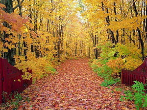 Autumn Path, HD wallpaper