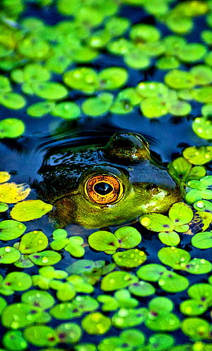 Common Frog, green, water, phone, Frogs, HD phone wallpaper