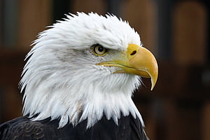 Eagle Head, HD wallpaper