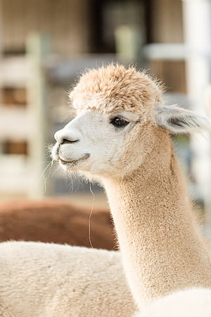 Alpaca iPhone, HD phone wallpaper