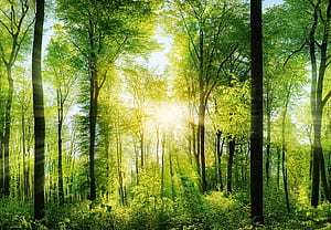 Mur Forest cm Including Self Adhesive Mural 3D Nature Wood Summer Bright Tree Sunlight Rise Romantic Wildlife : Amazon.se: Tools & Home Improvement, HD wallpaper