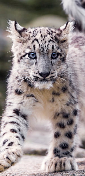 Snow Leopard Cub, HD phone wallpaper