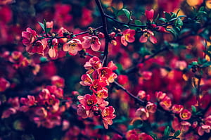 Red Pearls Flowers , flowers, HD wallpaper