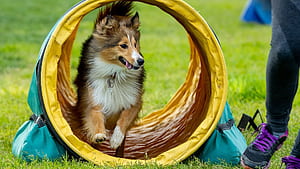 Dog Agility Training in San Antonio, HD wallpaper