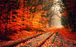 Fall, Fall Theme, HD wallpaper
