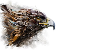 Eagle Head, HD wallpaper