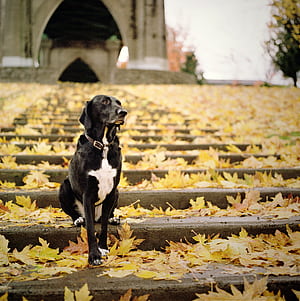 Pointer Dog, HD phone wallpaper