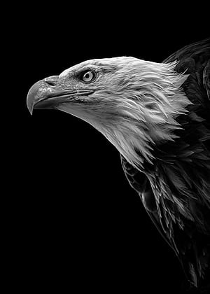 Eagle Head, HD phone wallpaper