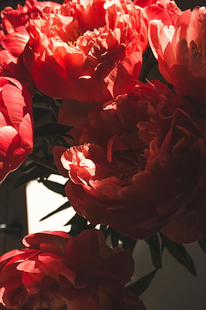 A Close Up Shot Of A Blooming Peonies ·, Red Peony, HD phone wallpaper