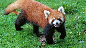 Big Red Panda, HD wallpaper