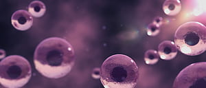 Cell Division, Cell Cycle, HD wallpaper