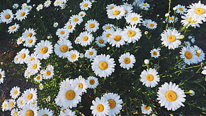 Daisy Flowers, HD wallpaper