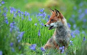 Fox Spring, HD wallpaper