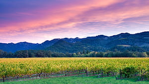 Sunrise over Napa Valley vineyard with fall color, California, USA. Windows Spotlight, HD wallpaper