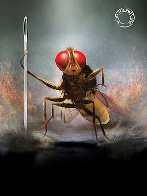Eega, HD phone wallpaper