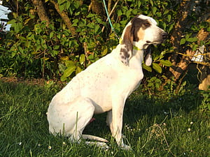 Pointer Dog, HD wallpaper