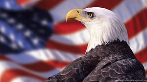 Red Eagle Background, HD wallpaper
